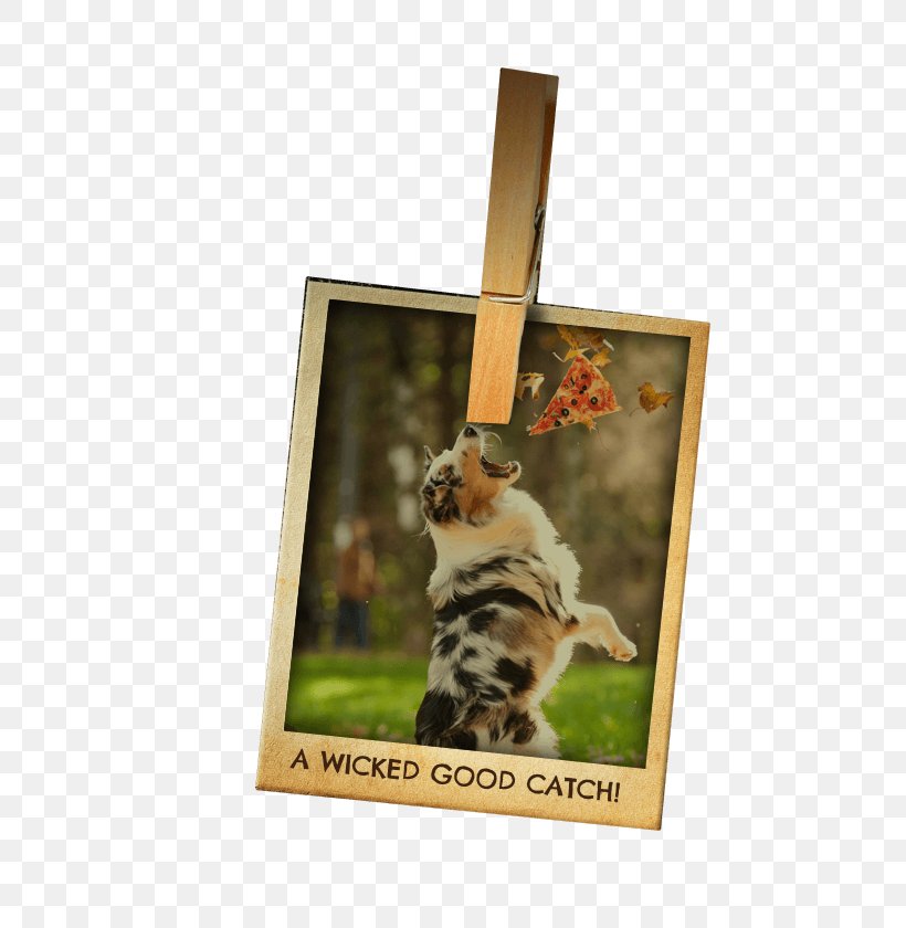 Pizza Polaroid Corporation Instant Camera Picture Frames Food, PNG, 475x840px, Pizza, Business, Cat, Cat Like Mammal, Craft Download Free