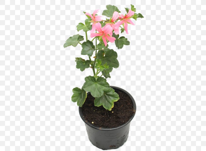Ivy Geranium Houseplant Pelargonium Zonale Garden, PNG, 600x600px, Ivy Geranium, Balcony, Calluna, Flower, Flowering Plant Download Free