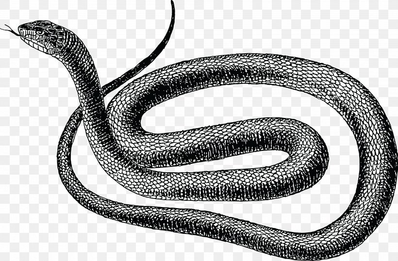 Snake Vipers Drawing Clip Art, PNG, 4000x2626px, Snake, Anaconda, Black And White, Black Rat Snake, Boas Download Free