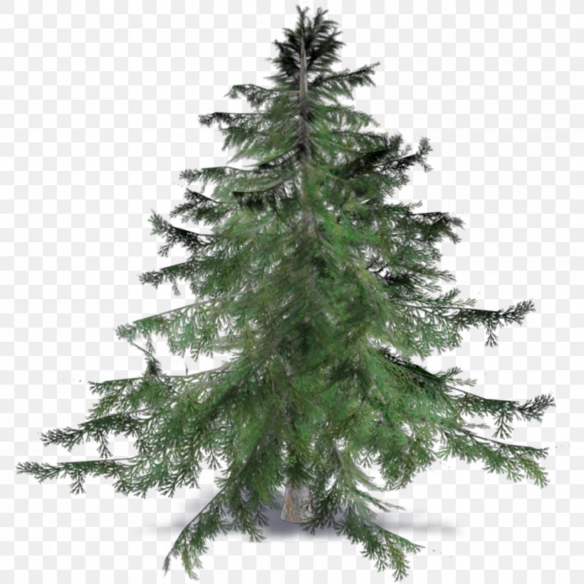 Spruce Fir Pine Cedrus Brevifolia Larch, PNG, 1000x1000px, Spruce, Archicad, Artificial Christmas Tree, Autocad Dxf, Autodesk Revit Download Free