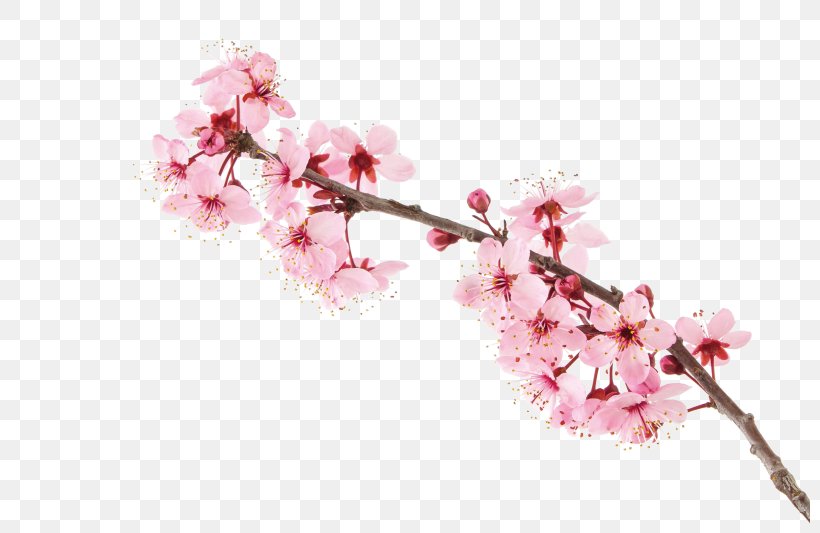 Cherry Blossom Stock Photography, PNG, 800x533px, Cherry Blossom, Blossom, Branch, Cherry, Flower Download Free