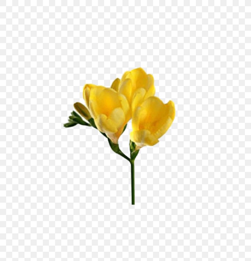 Flower Flowering Plant Yellow Plant Petal, PNG, 700x850px, Flower, Bud, Cut Flowers, Flowering Plant, Petal Download Free