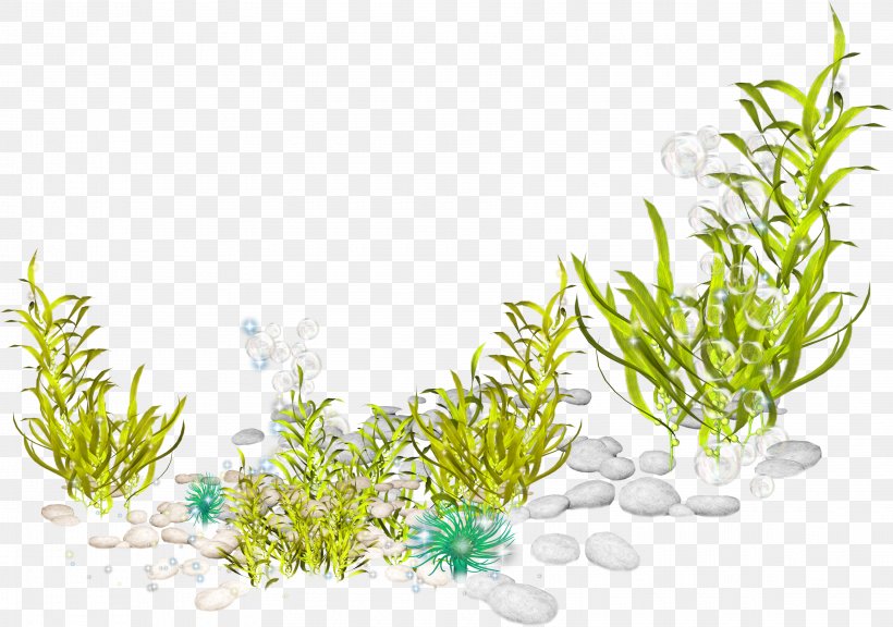 Marine Biology Aquatic Plants Ocean Seabed, PNG, 3565x2508px, Marine Biology, Algae, Aquarium Decor, Aquatic Plant, Aquatic Plants Download Free