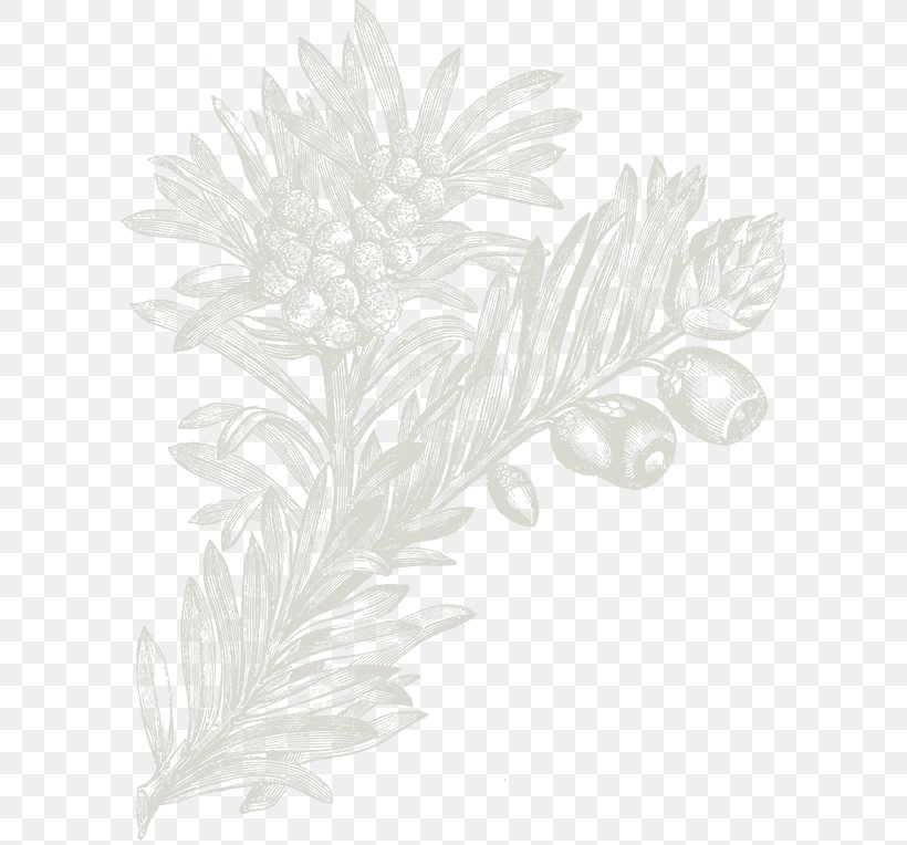 White Flowering Plant Wallpaper, PNG, 602x764px, White, Black And White, Feather, Flower, Flowering Plant Download Free