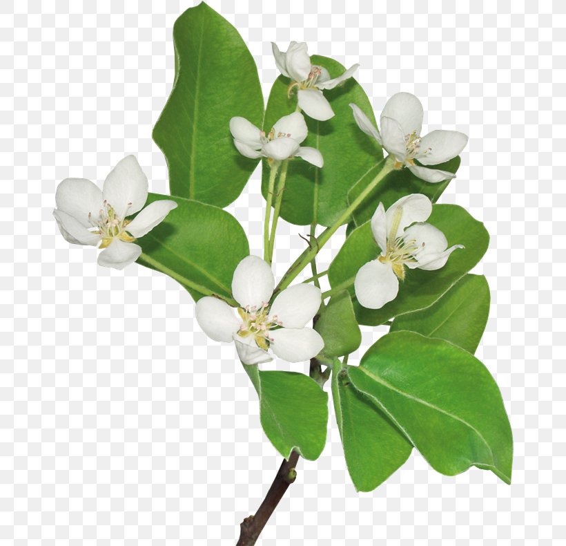 Cut Flowers Plant Stem Clip Art, PNG, 668x790px, Flower, Alexander Litvinenko, Ansichtkaart, Apple, Apples Download Free