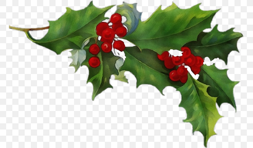 Holly, PNG, 762x480px, Watercolor, American Holly, Branch, Chinese Hawthorn, Flower Download Free