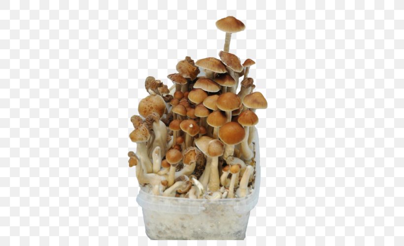 Shiitake Bread Mushroom Fungus Cultivar, PNG, 500x500px, Shiitake, Amazon Rainforest, Bread, Crop, Cultivar Download Free