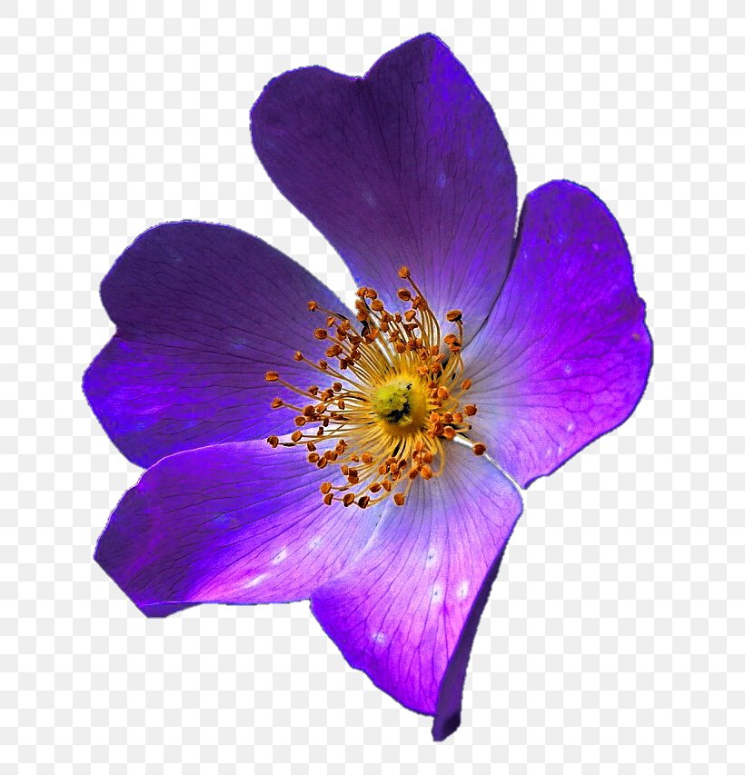 Violet Purple Lilac Lavender Flower, PNG, 688x853px, Violet, Anemone, Family, Flower, Flowering Plant Download Free