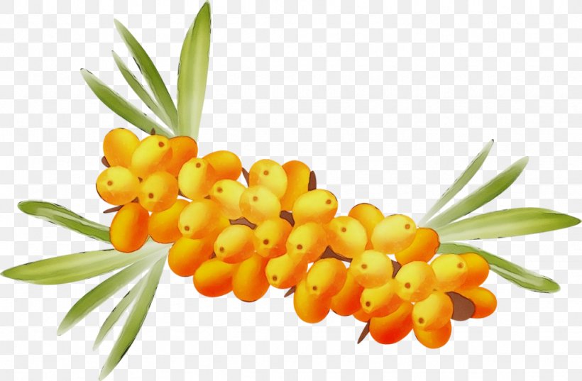 Hippophae Plant Fruit Flower Natural Foods, PNG, 1024x671px, Watercolor, Flower, Food, Fruit, Hippophae Download Free