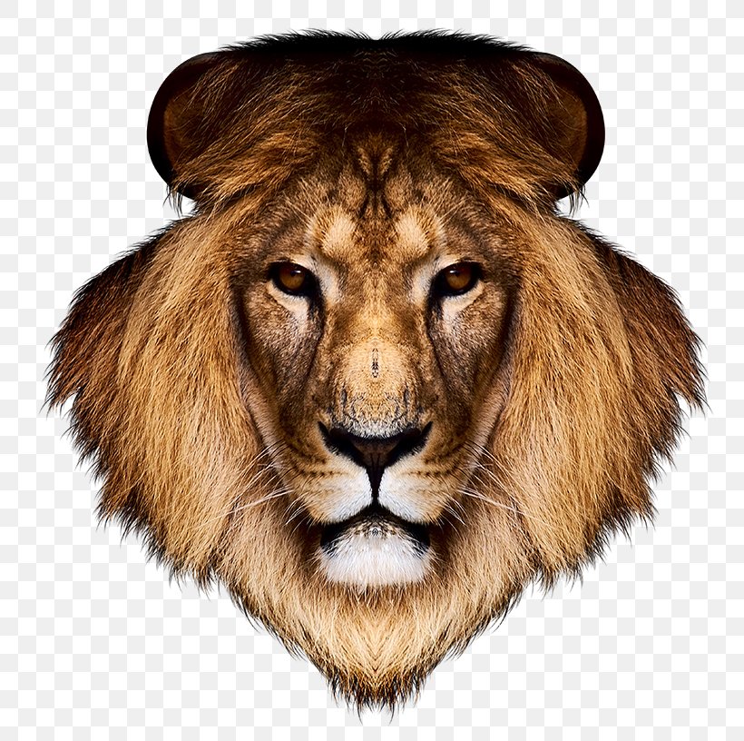 Lion Desktop Wallpaper Tiger, PNG, 796x816px, Lion, Big Cat, Big Cats, Carnivoran, Cat Download Free