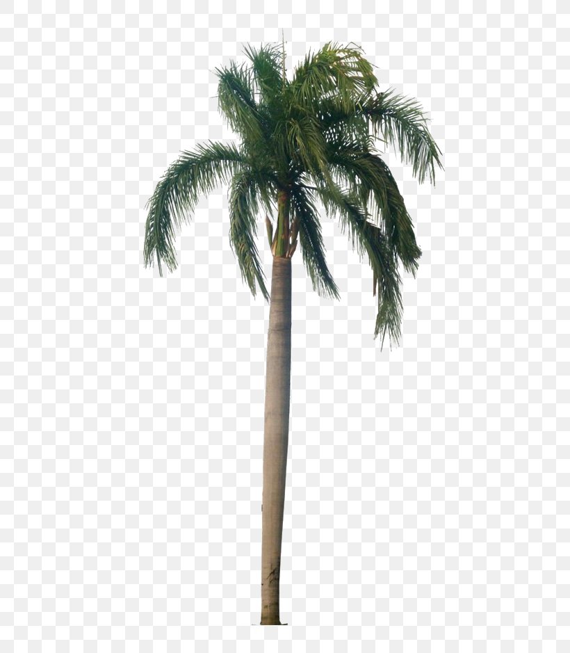 Palm Tree, PNG, 820x939px, Tree, Arecales, Coconut, Date Palm, Desert Palm Download Free