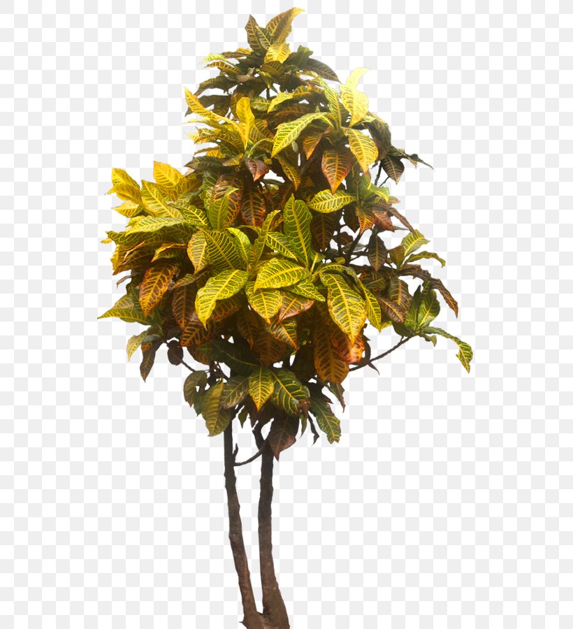 Plant Tree Ptychosperma Garden Croton Shrub, PNG, 541x900px, Plant, Arecaceae, Branch, Flowerpot, Garden Download Free