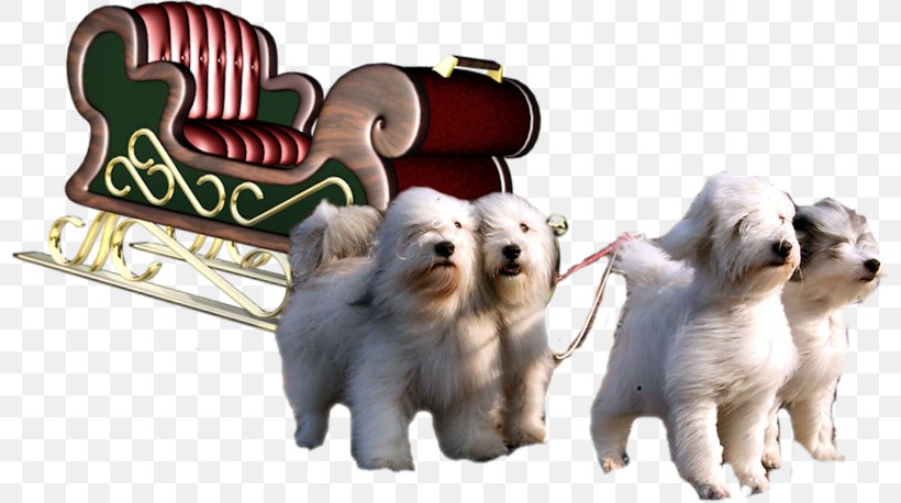 Dog Breed Puppy Siberian Husky Companion Dog Non-sporting Group, PNG, 800x458px, Dog Breed, Breed Group Dog, Carnivoran, Companion Dog, Dog Download Free