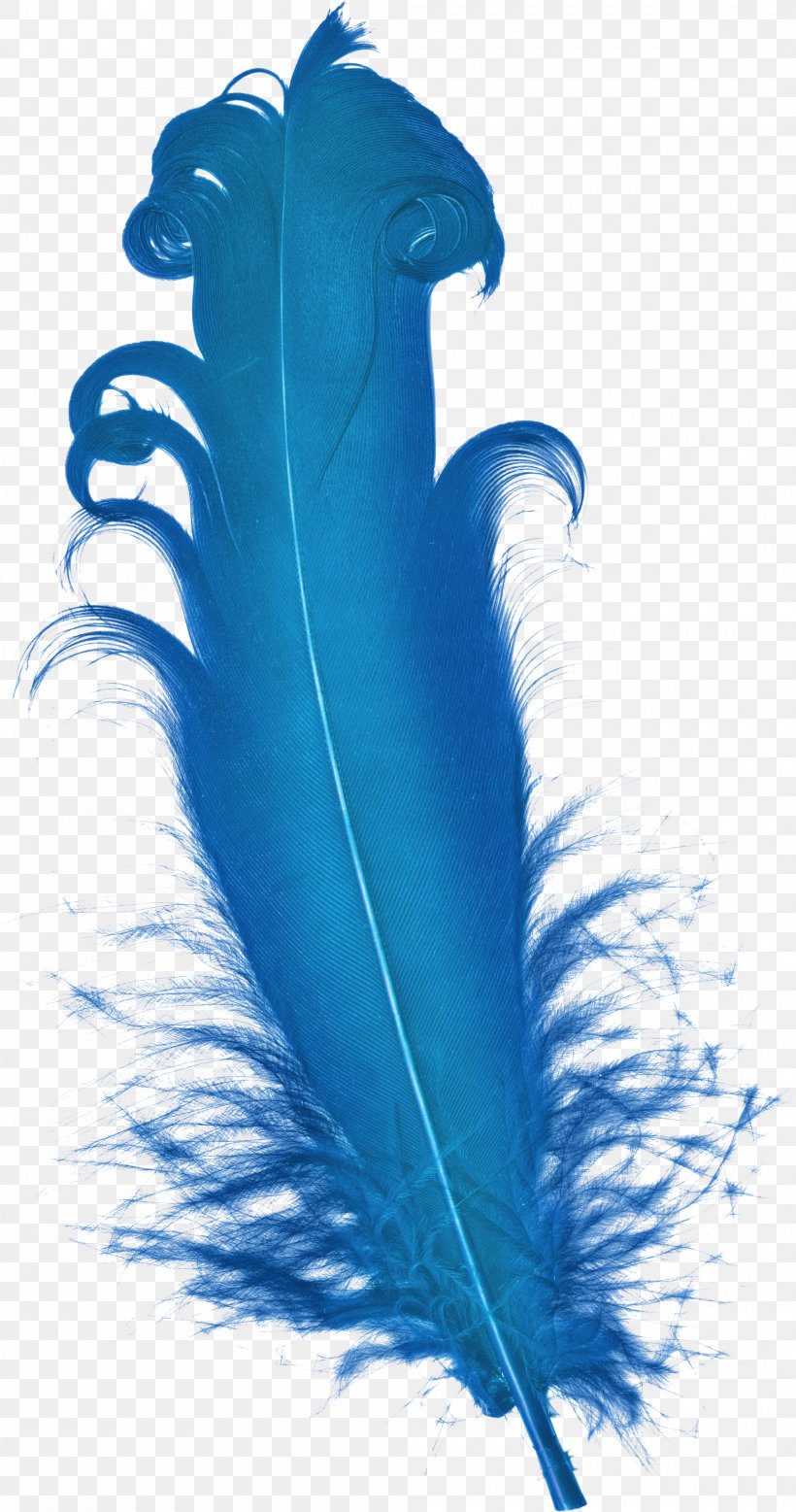 Feather Blue Plumage, PNG, 2000x3799px, Feather, Aqua, Blue, Color, Element Download Free