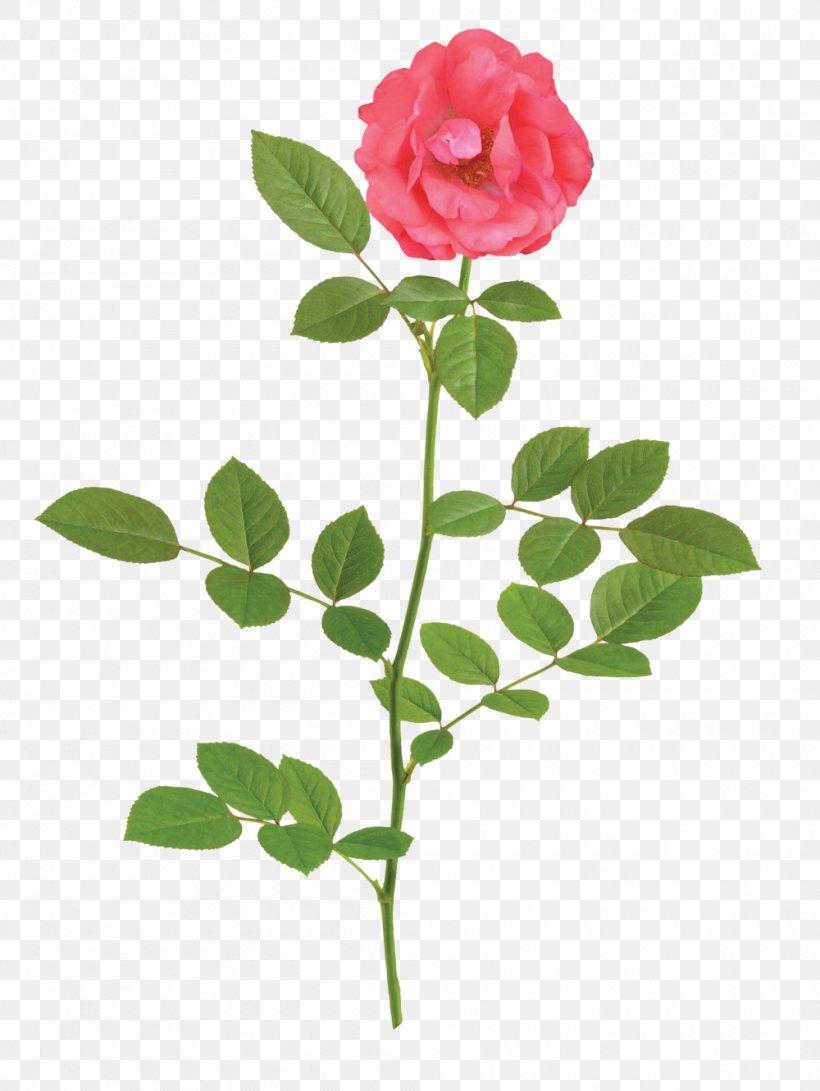 Garden Roses Stock Photography Clip Art Illustration, PNG, 1000x1331px, Rose, Branch, Cut Flowers, Double Rose, Flower Download Free