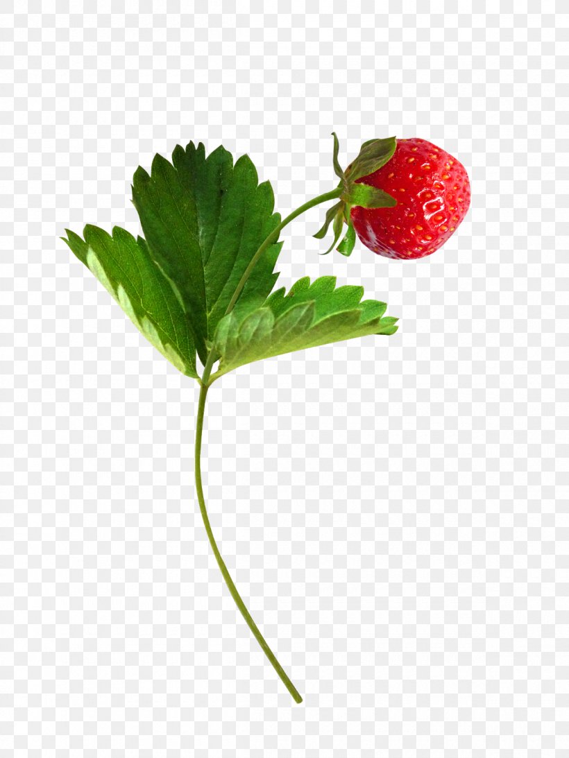 Musk Strawberry Fruit Berries, PNG, 1200x1600px, Strawberry, Accessory Fruit, Alpine Strawberry, Anthurium, Berries Download Free