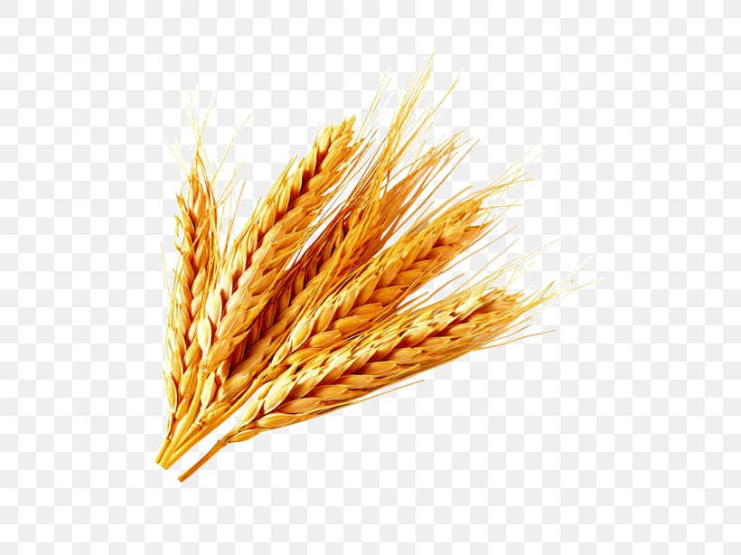 Oat Emmer Spelt Einkorn Wheat Durum, PNG, 600x614px, Oat, Avena, Cereal, Cereal Germ, Commodity Download Free