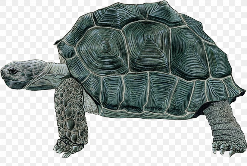 Sea Turtle Background, PNG, 2226x1494px, Tortoise, Animal, Animal Figure, Chelonoidis, Common Snapping Turtle Download Free