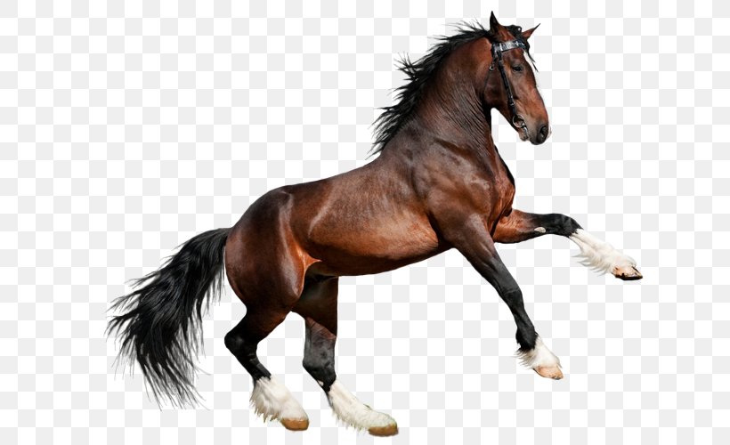 Arabian Horse Clydesdale Horse Akhal-Teke Friesian Horse American Quarter Horse, PNG, 750x500px, Arabian Horse, Akhalteke, American Quarter Horse, Animal, Animal Figure Download Free