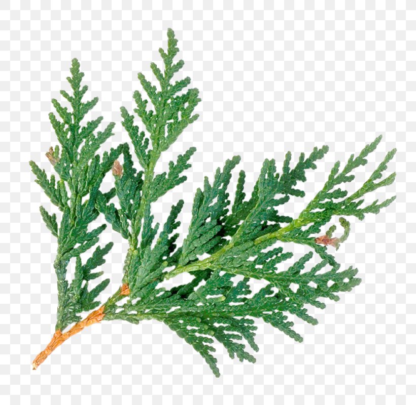 Arborvitae Cedar Wood Evergreen Juniperus Virginiana Western Red-cedar, PNG, 800x800px, Arborvitae, Botany, Branch, Cedar, Cedar Oil Download Free