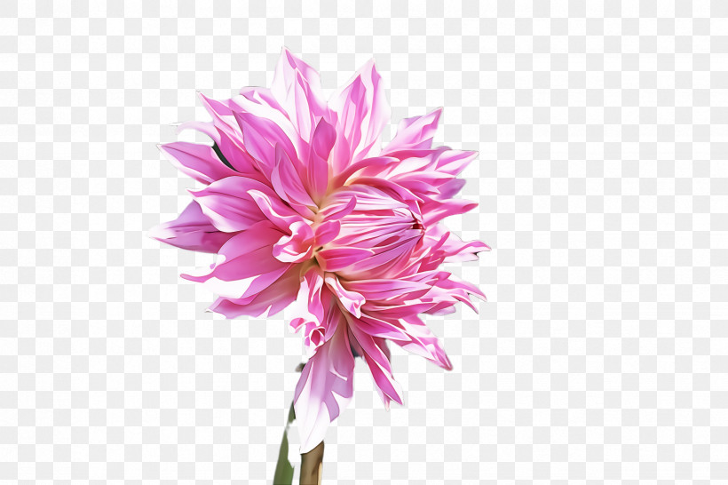 Flower Plant Pink Petal Red Clover, PNG, 2448x1632px, Flower, Cut Flowers, Perennial Plant, Petal, Pink Download Free