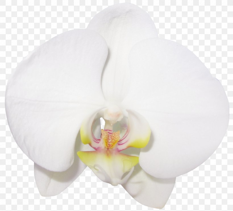 Moth Orchids Flower Clip Art, PNG, 1020x924px, Moth Orchids, Artificial Flower, Dendrobium, Flatleaved Vanilla, Flower Download Free