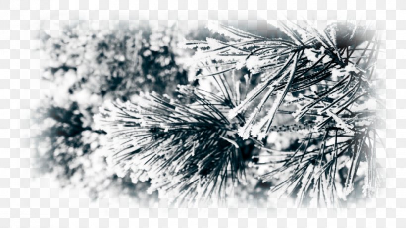 Pine Snow High-definition Television Desktop Wallpaper 1080p, PNG, 980x551px, 4k Resolution, Pine, Black And White, Branch, Close Up Download Free