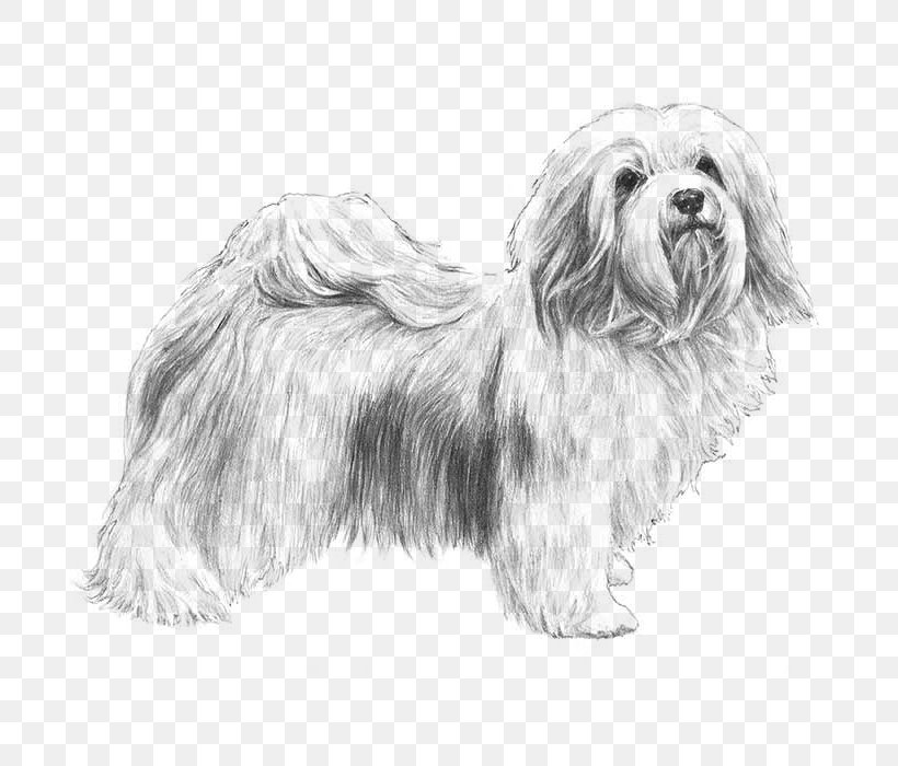 Havanese Dog Puppy Jack Russell Terrier American Kennel Club Coloring Book, PNG, 700x700px, Havanese Dog, American Kennel Club, Bearded Collie, Black And White, Bolonka Download Free