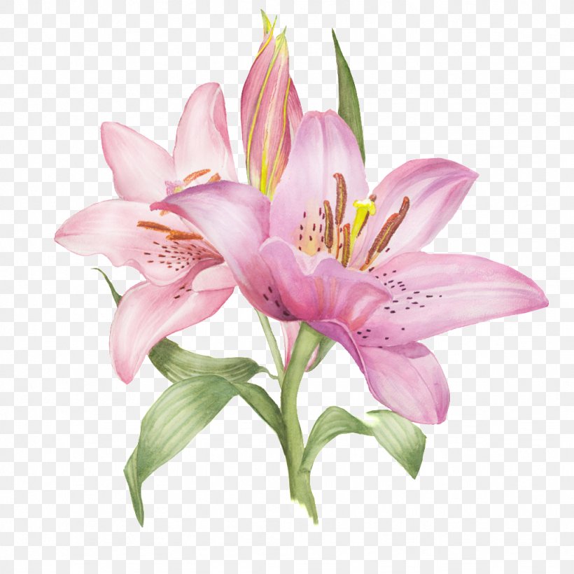 Lilium Photography Illustration, PNG, 1024x1024px, Lilium, Alstroemeriaceae, Cut Flowers, Drawing, Floral Design Download Free