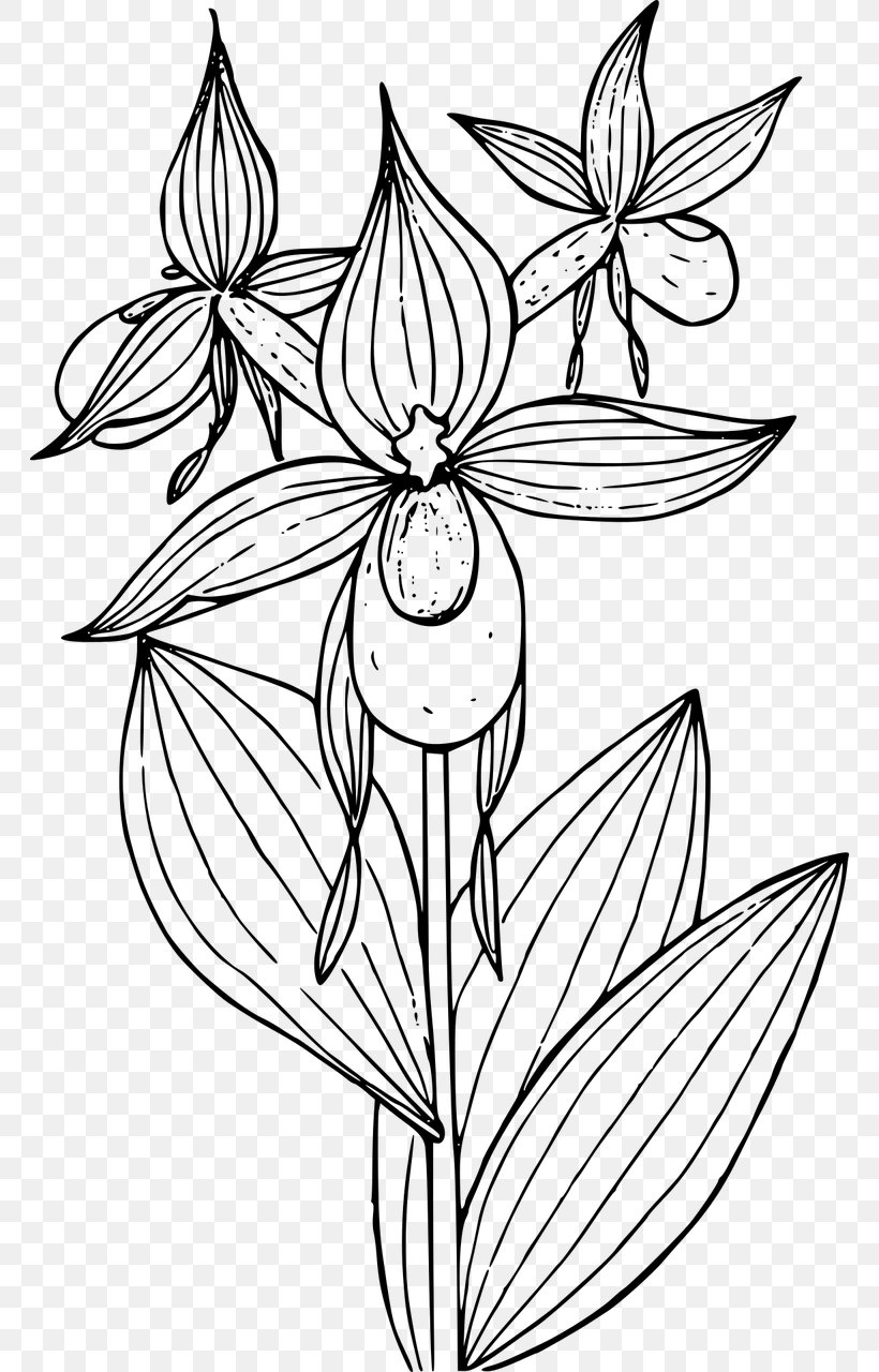 Showy Lady's Slippers Cypripedium Montanum Coloring Book Lady's-slipper, PNG, 764x1280px, Cypripedium Montanum, Artwork, Black And White, Child, Color Download Free