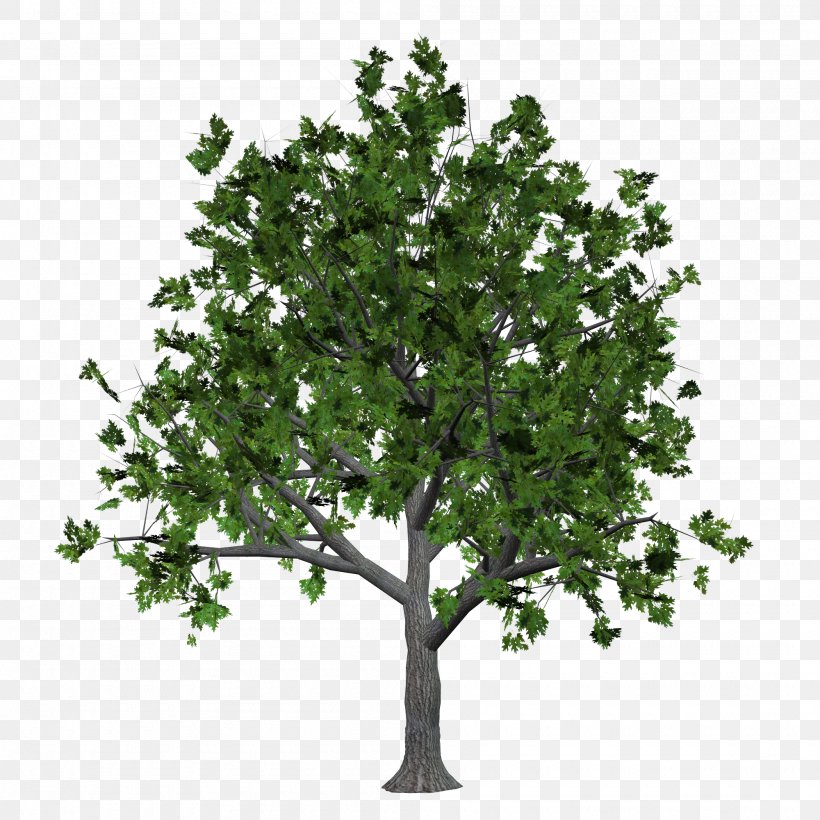 Tree Clip Art, PNG, 2000x2000px, Tree, Branch, Digital Image, Leaf, Plane Tree Family Download Free