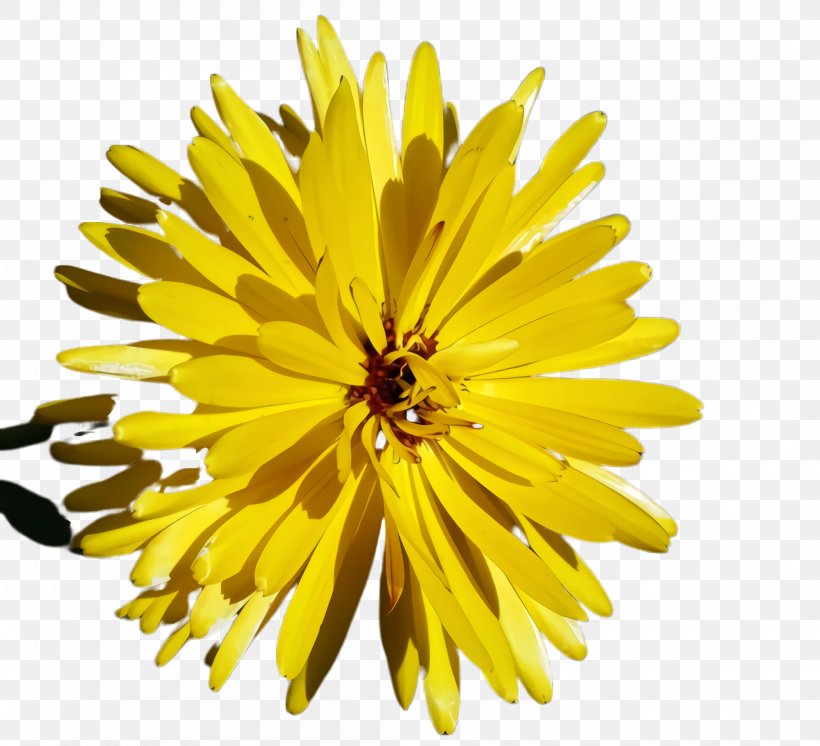Blossom Flower, PNG, 2096x1908px, Marigold, Bloom, Blossom, Calendula, Chrysanthemum Download Free