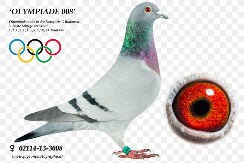 Columbidae Homing Pigeon Racing Homer Pigeon Racing Pigeon Keeping, PNG, 820x547px, Columbidae, Animal, Beak, Bird, Domestic Pigeon Download Free