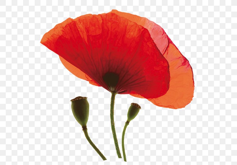 Common Poppy Desktop Wallpaper Image Flower, PNG, 591x572px, Common Poppy, Coquelicot, Drawing, Flower, Flowering Plant Download Free
