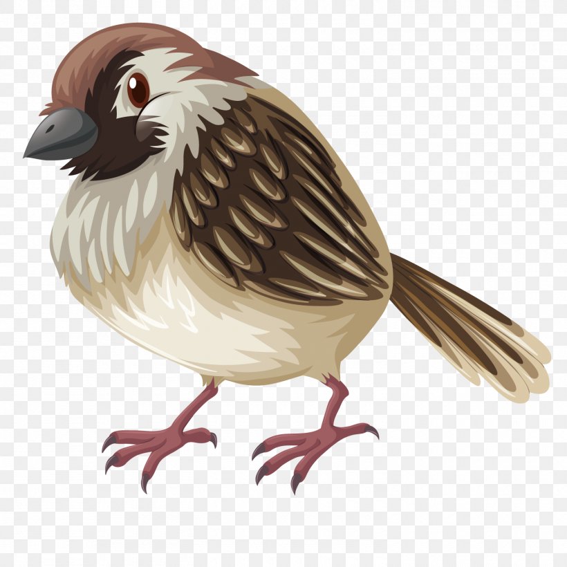 Bird Sparrow Drawing Illustration, PNG, 1500x1500px, Bird, Beak, Drawing, Ducks Geese And Swans, Emberizidae Download Free