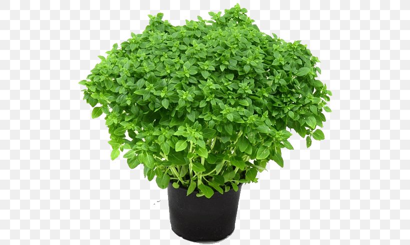 Holy Basil Plant Herb Garden Oregano, PNG, 515x491px, Holy Basil, Basil, Butterfly Gardening, Fertilisers, Flowerpot Download Free