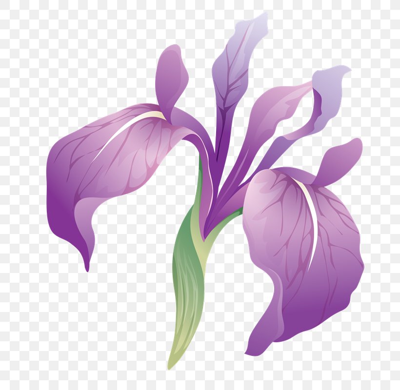 Irises PhotoScape Adobe Photoshop GIMP Flower, PNG, 679x800px, Irises, Arum, Blog, Cut Flowers, Flower Download Free