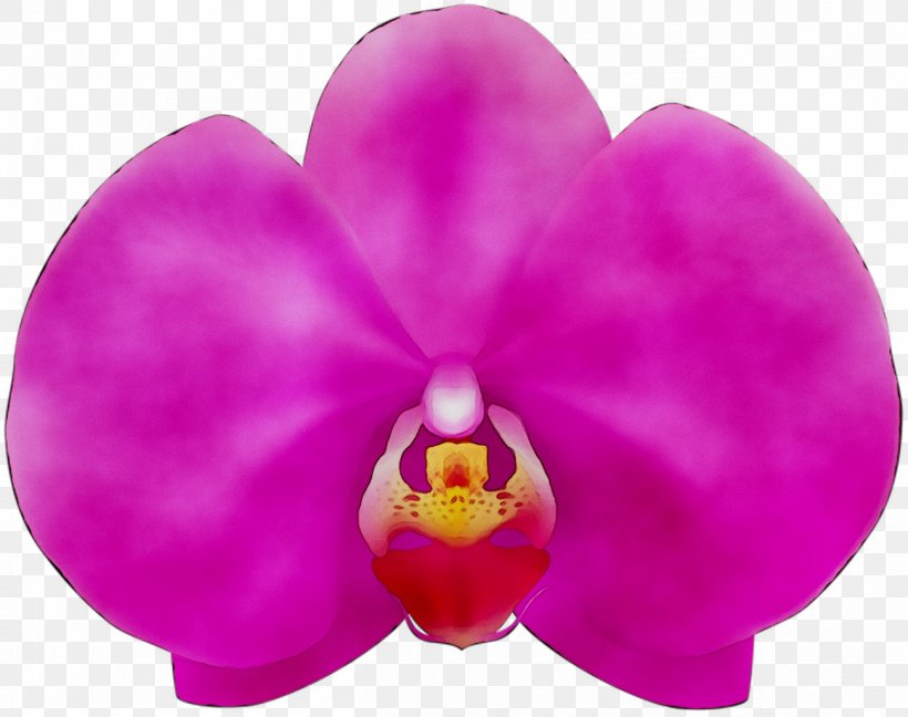 Moth Orchids Pink M Close-up, PNG, 1298x1026px, Moth Orchids, Cattleya, Christmas Orchid, Closeup, Dendrobium Download Free