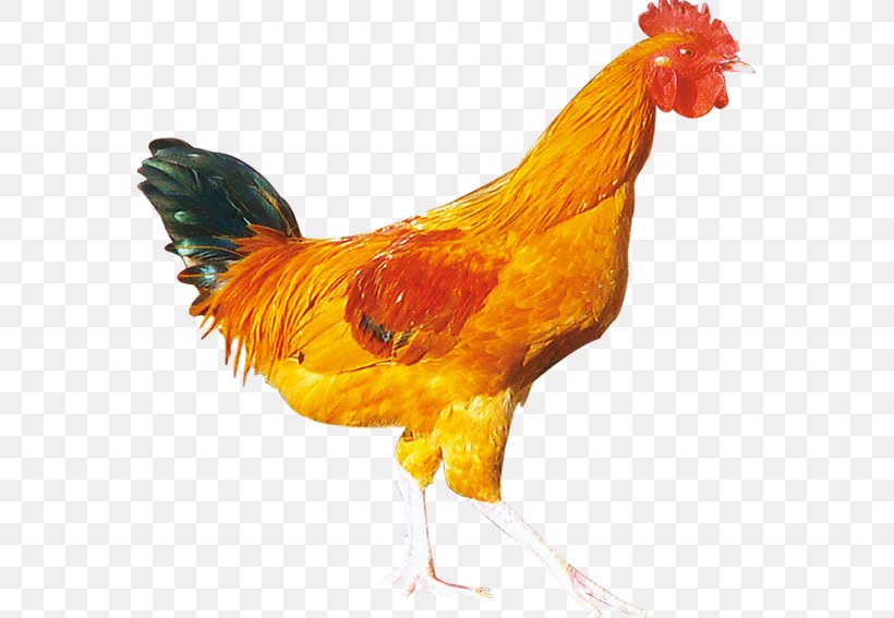 Rooster Chicken Nugget Hainanese Chicken Rice Bird, PNG, 567x567px, Rooster, Beak, Bird, Chicken, Chicken Nugget Download Free