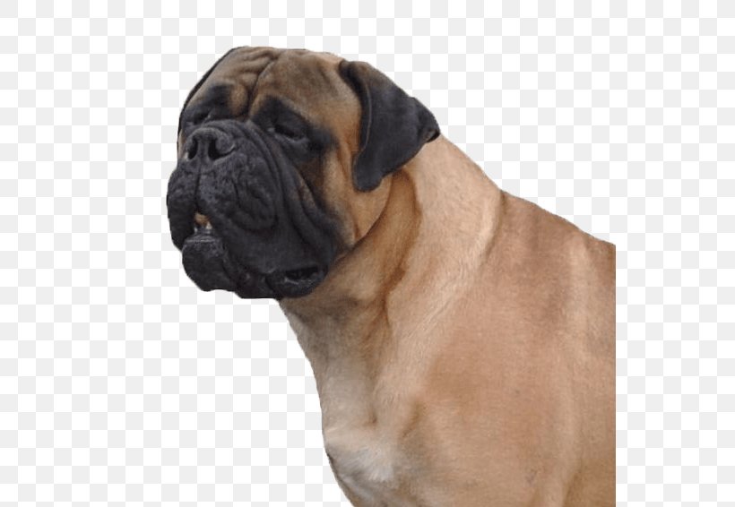 Bullmastiff Boerboel Dorset Olde Tyme Bulldogge Dog Breed, PNG, 554x566px, Bullmastiff, American Bulldog, Beauceron, Boerboel, Boxer Download Free