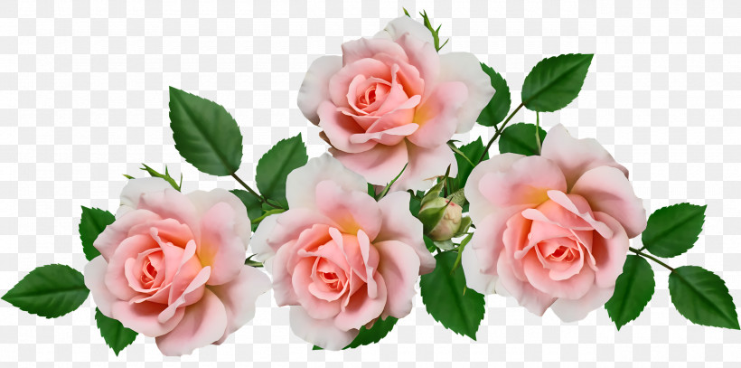 Garden Roses, PNG, 2560x1272px, Garden Roses, Cabbage Rose, Cut Flowers, Floral Design, Flower Download Free