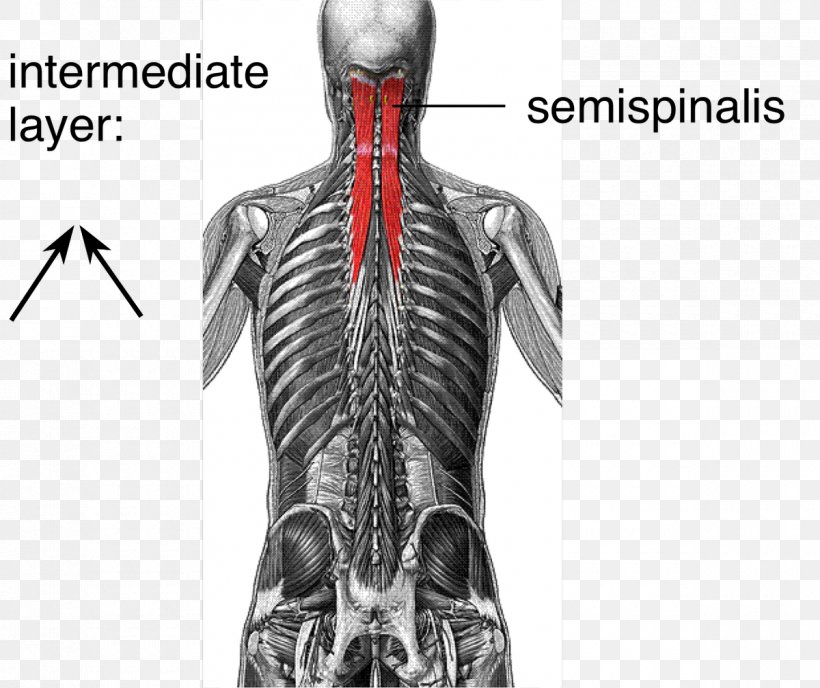 Multifidus Muscle Vertebral Column Core Stability, PNG, 1200x1008px, Watercolor, Cartoon, Flower, Frame, Heart Download Free