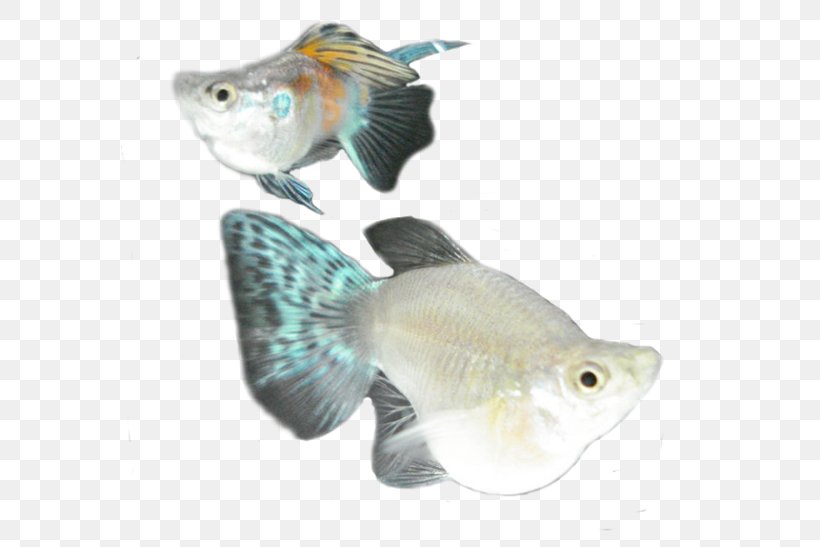 Ornamental Fish Goldfish Common Molly Aquariums, PNG, 578x547px, Ornamental Fish, Angelfish, Aquarium, Aquariums, Brackish Water Download Free