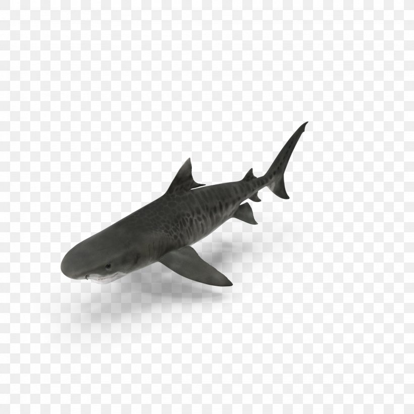 Shark Predator Benthic Zone Predation, PNG, 2048x2048px, Shark, Animal, Benthic Zone, Cartilaginous Fish, Fish Download Free
