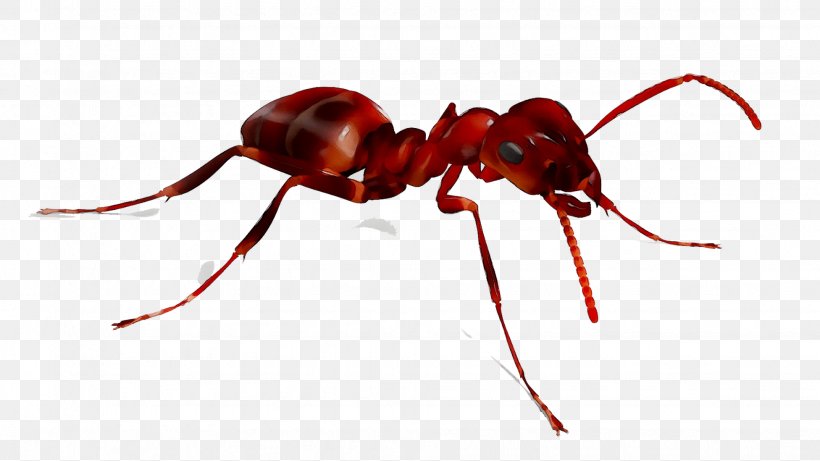 Ant Xterminator Services Termite & Pest Control Weevil Insect, PNG, 1952x1098px, Ant, Arthropod, Carpenter Ant, Countertop, Floor Download Free
