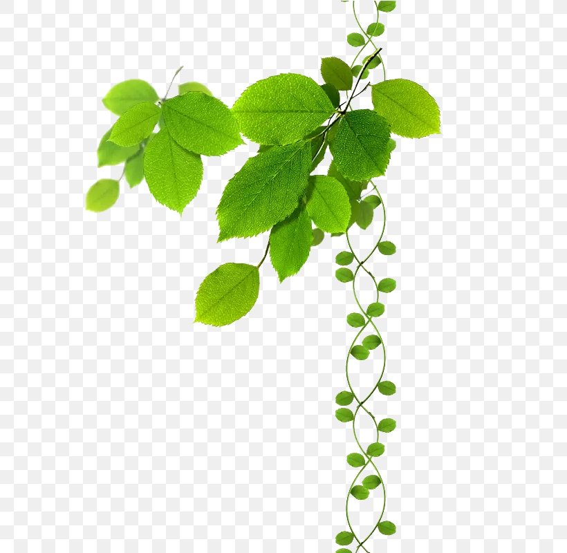 Branch Clip Art Image Leaf, PNG, 800x800px, Branch, Bay Laurel, Grape Leaves, Grass, Herb Download Free
