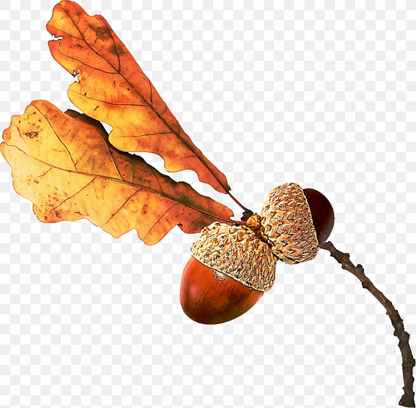 Leaf Tree Acorn Plant Nut, PNG, 1500x1473px, Leaf, Acorn, Nut, Pine Family, Plant Download Free