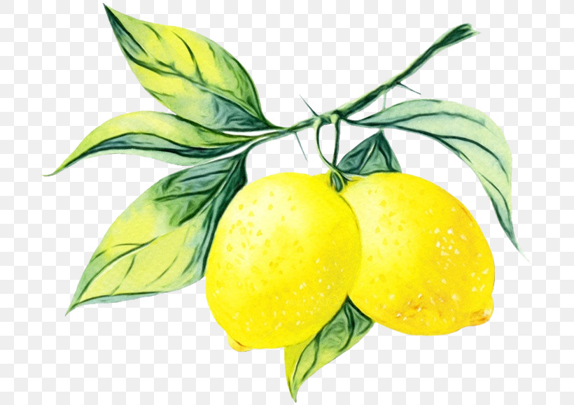 Lemon Juice, PNG, 708x579px, Watercolor, Bitter Orange, Citrus, Fruit, Juice Download Free