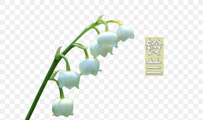 Lily Of The Valley Wallpaper, PNG, 635x485px, Lily Of The Valley, Cartoon, Display Resolution, Grass, Green Download Free