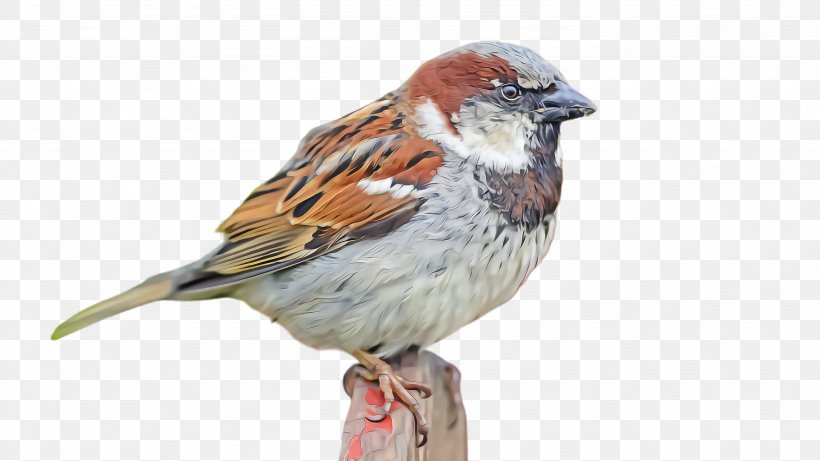 Bird House Sparrow Sparrow Swamp Sparrow Beak, PNG, 2664x1500px, Bird, Beak, Chipping Sparrow, Finch, House Sparrow Download Free